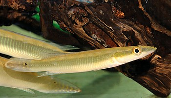 Crenicichla acutirostris Spitzkopf-Hechtbuntbarsch Crenicichla acutirostris Spitzkopf-Hechtbuntbarsch