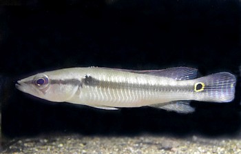 Crenicichla inpa Crenicichla inpa