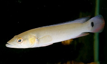 Crenicichla sp aff lugubris ATABAPO 03 Crenicichla sp aff lugubris ATABAPO 03