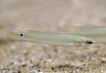 Crenicichla wallacei Crenicichla wallacei