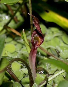 Cryptocoryne nevillii Nevills Wasserkelch Sri Lanka 04