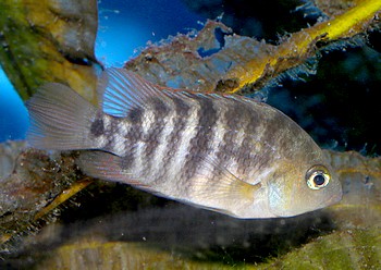 Cryptoheros sajica Sajica-Buntbarsch Cryptoheros sajica Sajica-Buntbarsch