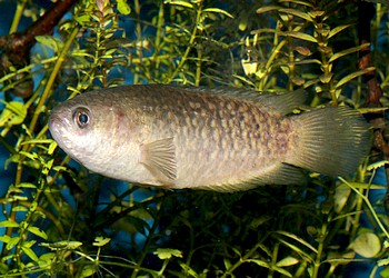 Ctenopoma muriei Nilbuschfisch 