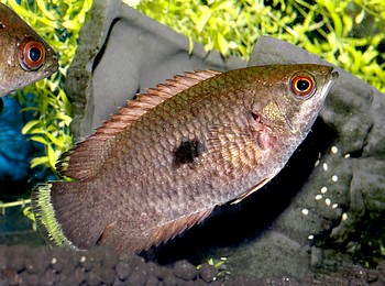 Ctenopoma weeksii Pfauenaugen-Buschfisch