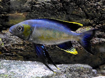 Cyatopharynx foae Gro�er Fadenmaulbr�ter 