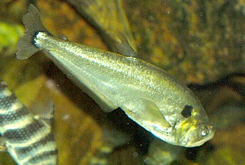 Cynodon gibbus S�belzahnsalmler