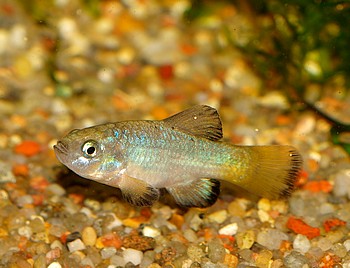 Cyprinodon eremus, Quitobaquit-W�stenk�rpfling