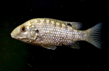 Danakilia spec SHUROKAY 