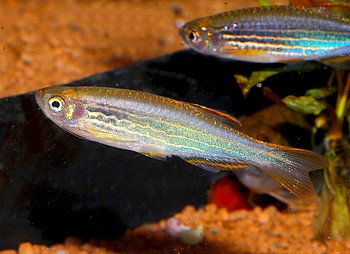 Danio kyathit, Kyathit-B�rbling