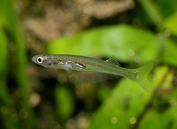 Danionella priapus, Feenb�rbling