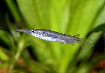 Dermogenys collettei Gelbflossen-Halbschn�bler 