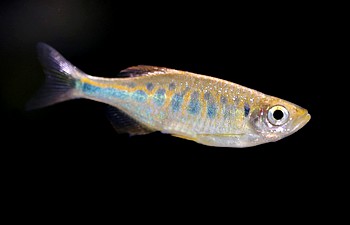 Devario pathirana SriLanka-Streifenb�rbling 