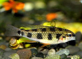 Dicrossus maculatus, Schachbrettcichlide