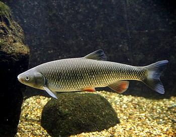 Leuciscus cephalus. D�bel