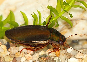 Dobersch�tz 31 Juli 2012 (121)