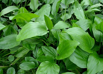 Echinodorus palaefolius var latifolius 