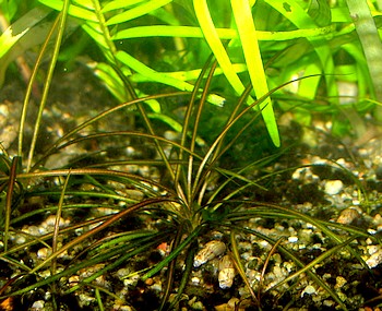 Helanthium (Echinodorus) tenellum