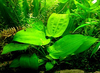 Echinodorus horizontalis, Horizontale Schwertpflanze