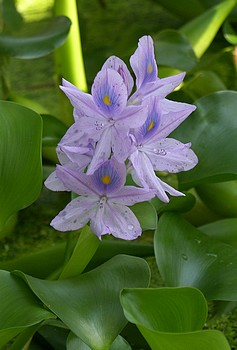 Eichhornia crassipes, Wasserhyazinthe 