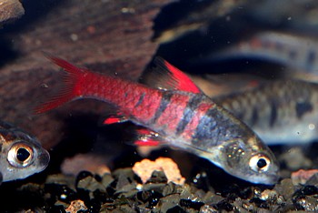 Enteromius jae Rotblaue Zwergbarbe Enteromius jae Rotblaue Zwergbarbe