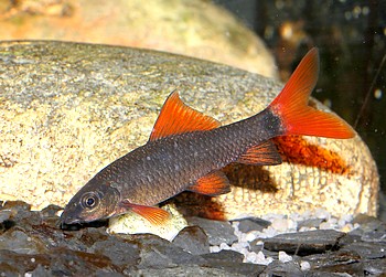 Epalzeorhynchos erythrurus