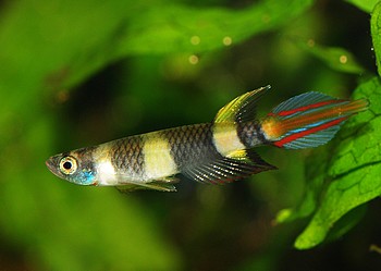 Epiplatys annulatus, Ringelhechtling
