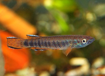 Epiplaty roloffi, Roloffs Hechtling