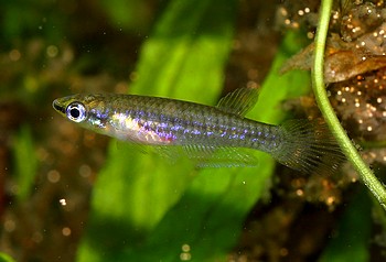 Epiplatys duboisi 