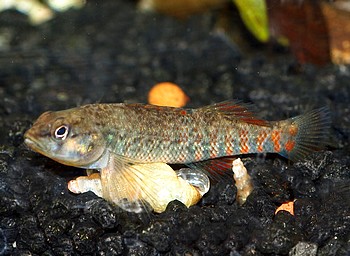 Etheostoma caeruleum, Regenbogenspringbarsch