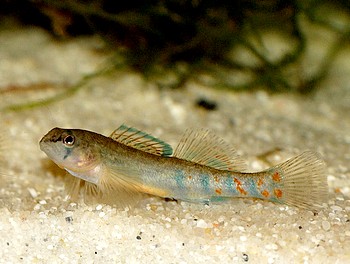 Etheostoma spectabile, Orangkehliger Springbarsch