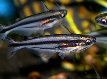 Eutropiellus buffei, Afrikanischer Glaswels