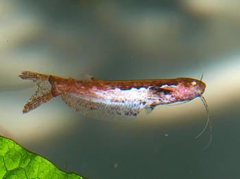 Helogenes marmoratus, Marmorierter F�hnchenwels