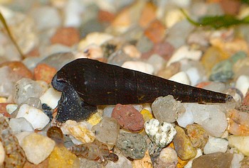 Faunus ater, Teufelshornschnecke, S��wasserschnecke