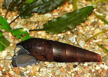 Faunus ater, Kupfer-Turmdeckelschnecke, S��wasserschnecke