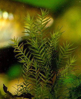 Fissidens fontanus 02