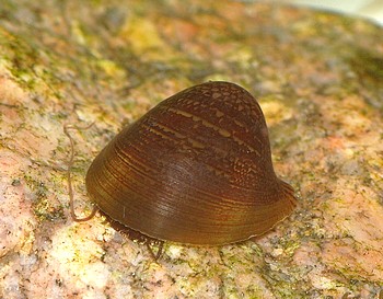 Neripteron spec., Fledermausschnecke , S��wasserschnecke