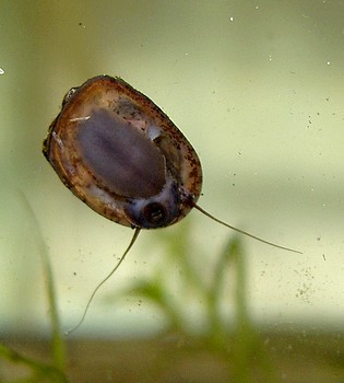 Fledermausschnecke , S��wasserschnecke