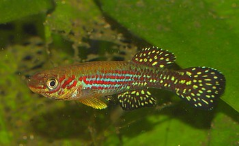 Fundulopanchax gresensi 