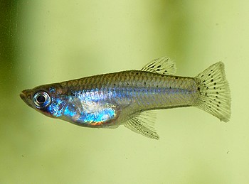 Gambusia sexradiata