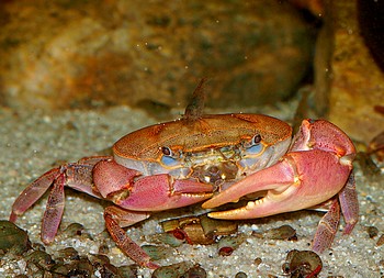 Oziotelphusa ceylonensis, Indische S��wasserkrabbe
