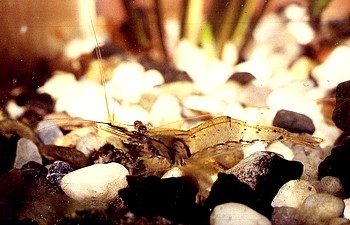 Macrobrachium lanchesteri, Glasgarnele, S��wassergarnele