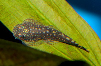 Gastromyzon ctenocephalus 