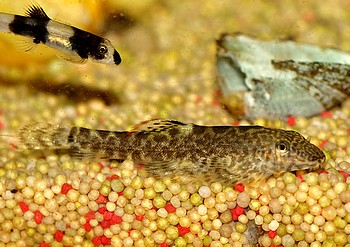 Gastromyzon fasciatus 