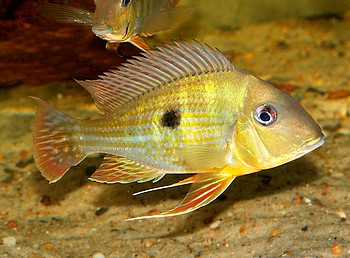 Geophagus abalios 
