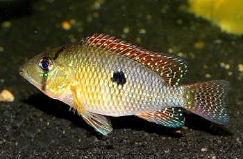 Geophagus iporangensis 