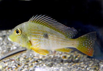 Geophagus neambi 