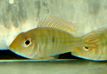 Geophagus pyrocephalus Rotkopf-Erdfresser Geophagus pyrocephalus Rotkopf-Erdfresser