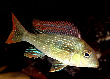 Geophagus spec RIO CAETEI1 Geophagus spec RIO CAETEI1