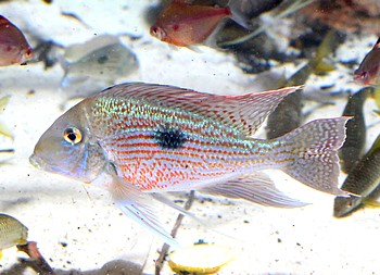 Geophagus sveni Geophagus sveni
