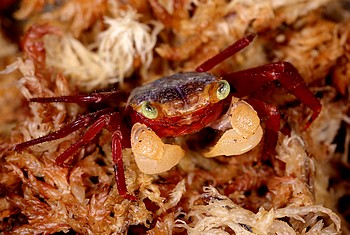 Geosesarma cf notophorum Wei�hand-Mandarinkrabbe 